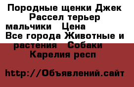 Породные щенки Джек Рассел терьер-мальчики › Цена ­ 40 000 - Все города Животные и растения » Собаки   . Карелия респ.